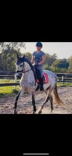 Halve stal aangeboden, Dieren en Toebehoren, Ophalen, Zo goed als nieuw