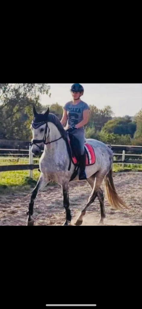 Halve stal aangeboden, Dieren en Toebehoren, Paarden en Pony's | Verzorgingsproducten, Zo goed als nieuw, Ophalen