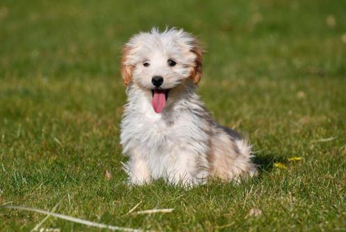 Maltipoo pups te koop, Dieren en Toebehoren, Honden | Chihuahua's en Gezelschapshonden, Meerdere dieren, Overige rassen, Fokker | Professioneel