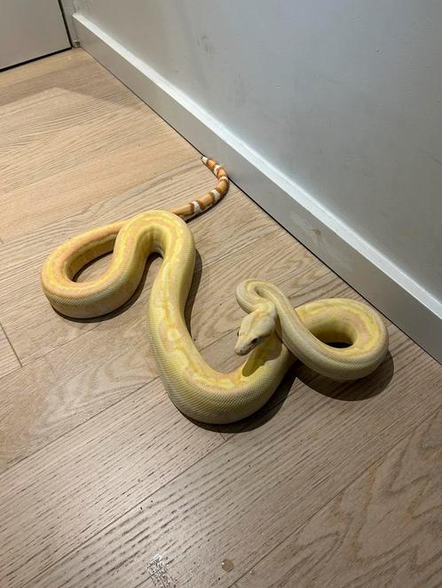 1.0 Boa Constrictor Imperator Kahl Sunglow 100% het Leopard, Dieren en Toebehoren, Reptielen en Amfibieën, Slang, 3 tot 6 jaar