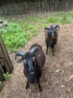 2 Soay rammen ( *april 2025), Dieren en Toebehoren, Schapen, Geiten en Varkens, Mannelijk, Schaap, 0 tot 2 jaar