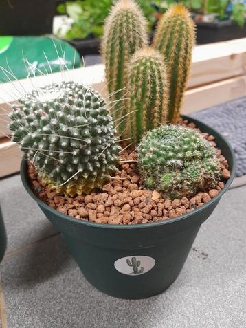 Opnieuw heb ik enkele opgemaakte cactuspottjes