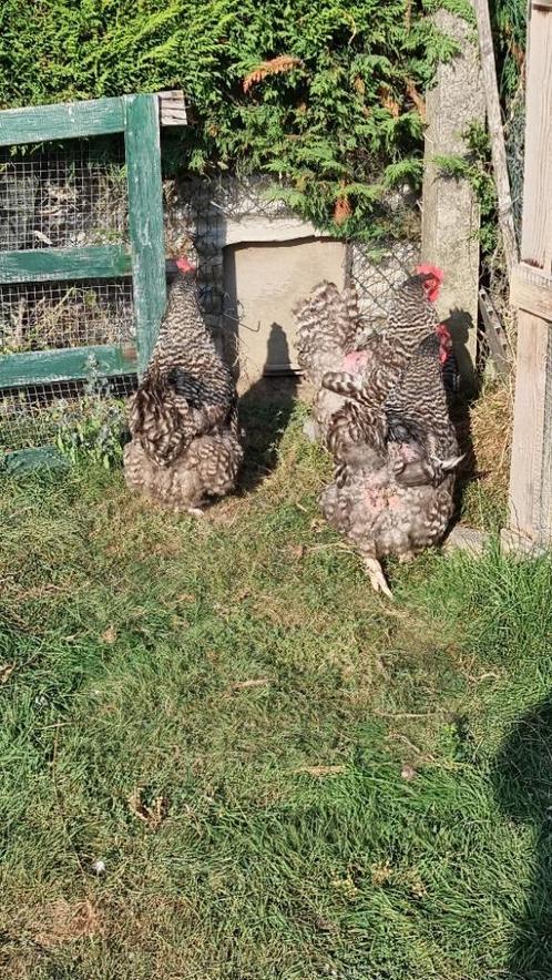 Mechelse koekoeken hennen zuiverras en zware, Dieren en Toebehoren, Pluimvee, Kip, Vrouwelijk