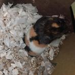 Goudhamster, Juli, Vrouwelijk, Hamster