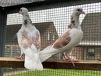 Pigeons d'ornement, Animaux & Accessoires, Oiseaux | Pigeons, Autres espèces