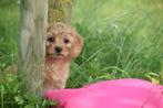 Poedel kruising pups cavapoo,maltipoo pup, 8 tot 15 weken, Buitenland, Meerdere, Meerdere dieren