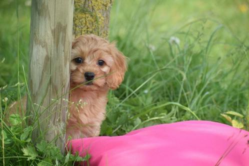 Poedel kruising pups cavapoo,maltipoo pup, Dieren en Toebehoren, Honden | Niet-rashonden, Middel, Meerdere dieren, Fokker | Professioneel