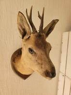 Genaturaliseerde hertenkop, Verzamelen, Dierenverzamelingen, Ophalen of Verzenden, Overige soorten