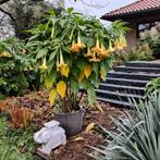 Brugmansia cordata yellow, Tuin en Terras, Planten | Tuinplanten, Volle zon, Vaste plant, Zomer, Ophalen