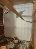 Zebravinken ACTIE, Dieren en Toebehoren, Vogels | Overige Vogels