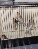 Kleine barmsijs correct geringd. 3 van 2025 en 2 van 2023.