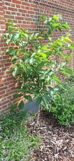 notenboom walnoot okkernoot, Tuin en Terras, Planten | Bomen, Bloeit niet, 100 tot 250 cm, Ophalen, Volle zon