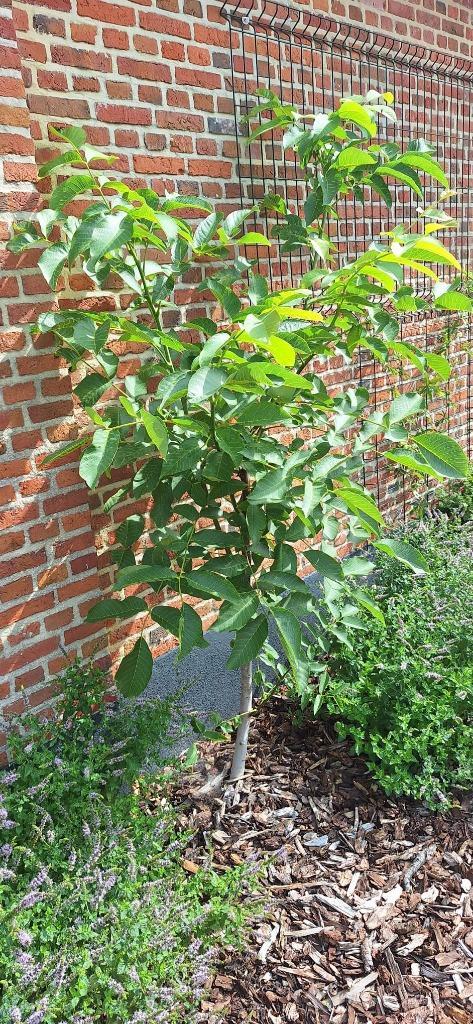 notenboom walnoot okkernoot, Tuin en Terras, Planten | Bomen, Bolboom, 100 tot 250 cm, Volle zon, Bloeit niet, Ophalen