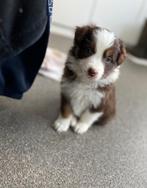 Australische herder pups (aussie pups), Dieren en Toebehoren, Honden | Herdershonden en Veedrijvers, België, CDV (hondenziekte)