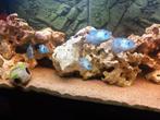 Groep Electric Blue Acara's te koop, Dieren en Toebehoren, Vissen | Aquariumvissen