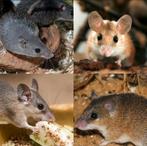 Verschillende soorten stekelmuizen, zeldzaam., Dieren en Toebehoren, Knaagdieren, Juni, Muis
