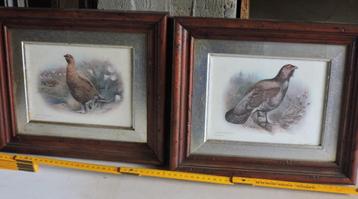 2 kaders met vogels beschikbaar voor biedingen