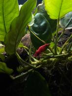 Vuurgarnaaltjes €1/stuk, Homard, Crabe ou Crevette