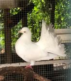 Gratis pauwstaartjes, Dieren en Toebehoren, Vogels | Duiven, Geslacht onbekend, Overige soorten