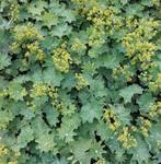 Alchemilla mollis = gemakkelijke bodembedekker, Tuin en Terras, Planten | Tuinplanten, Vaste plant, Halfschaduw, Zomer, Ophalen