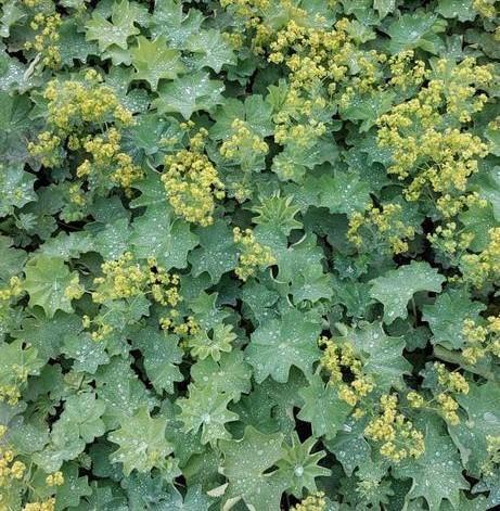 Alchemilla mollis = gemakkelijke bodembedekker, Tuin en Terras, Planten | Tuinplanten, Vaste plant, Overige soorten, Halfschaduw