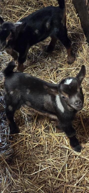 Prachtige Maanvlek Dwerggeit Lammetjes