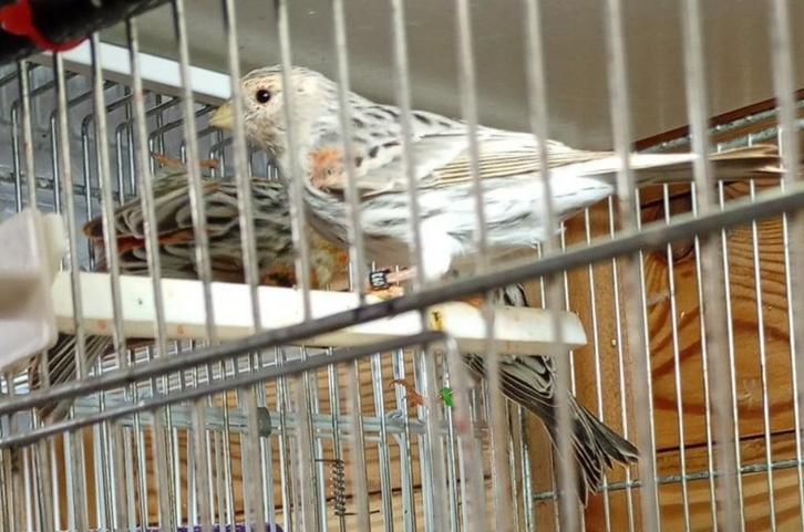 kleurkanarie, Dieren en Toebehoren, Vogels | Kanaries, Kleurkanarie, Meerdere dieren