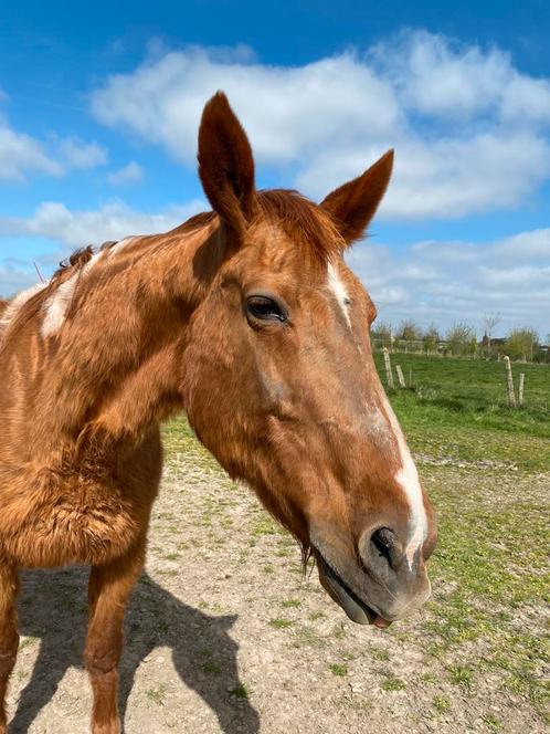 Wandelpaard te koop, Dieren en Toebehoren, Paarden, Merrie, 11 jaar of ouder, Recreatiepaard