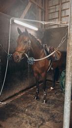 Superbrave 3-jarige springgefokte ruin, Ruin, Z