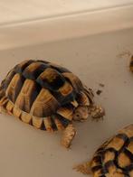 Testudo kleinmanni cb (2022), Dieren en Toebehoren, Reptielen en Amfibieën, Schildpad, 3 tot 6 jaar