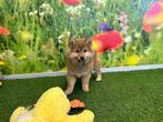 Kruising Shiba Inu pups, CDV (hondenziekte), Meerdere, 8 tot 15 weken, Meerdere dieren