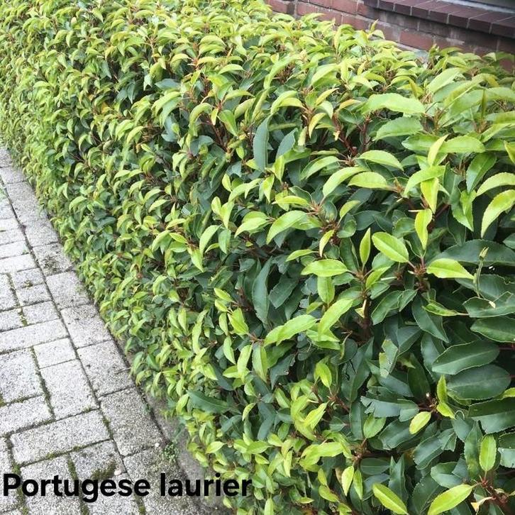 Portugese laurier!, Jardin & Terrasse, Plantes | Arbustes & Haies, Haie de hêtre, Enlèvement