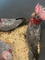 Rose Kakatoe tam, Dieren en Toebehoren, Geslacht onbekend, Papegaai, Pratend