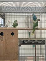 2 alexanderparkieten 2025 mannen, Dieren en Toebehoren, Vogels | Parkieten en Papegaaien, Geringd