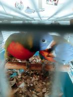 Handtamme lori.s van de blauwe bergen, Dieren en Toebehoren