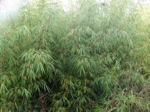 Bamboe Fargesia Rufa, Tuin en Terras, Planten | Struiken en Hagen, Haag, Bamboe, Ophalen