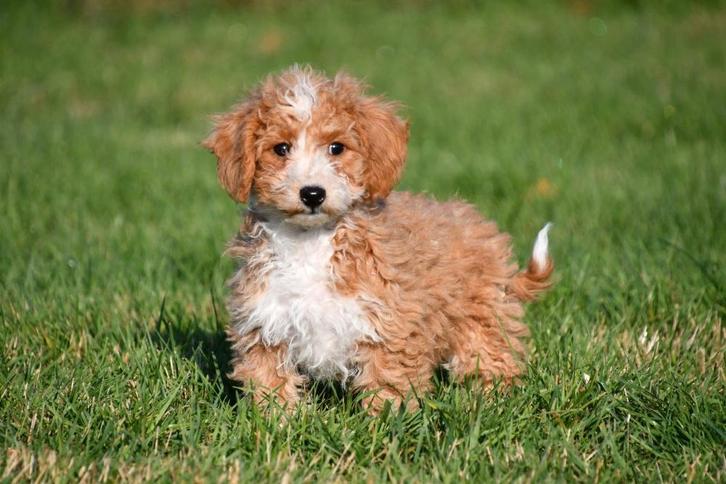 Chiots Maltipoo à vendre, Animaux & Accessoires, Chiens | Chihuahuas & Chiens de compagnie, Plusieurs animaux, Autres races, Éleveur | Professionnel