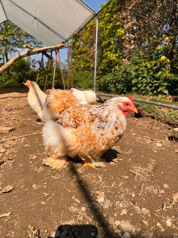 Cochin kriel broedeieren (Raszuiver!) 🐣 beschikbaar voor biedingen