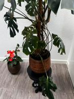 Monstera plant zonder pot, Huis en Inrichting, Kamerplanten, Groene kamerplant, Ophalen of Verzenden, Overige soorten, Halfschaduw