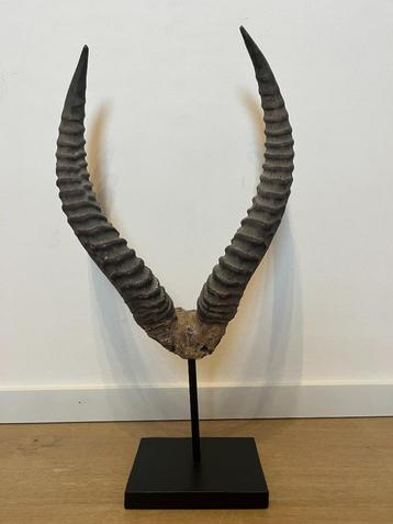 Hoorns/gewei Impala/Antilope/Gazelle beschikbaar voor biedingen