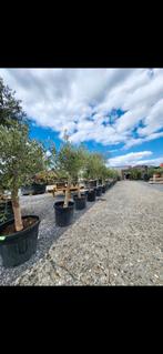 Olijfboom 2m-2.20m, Tuin en Terras, Planten | Bomen, Ophalen, Olijfboom