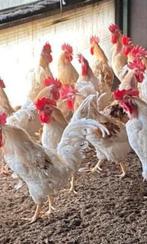 Ik ben opzoek naar gekleurde hanen prijs mag tot € 7 per. st, Dieren en Toebehoren, Pluimvee