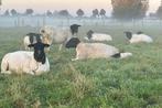 Winter begrazing schapen, Weidegang