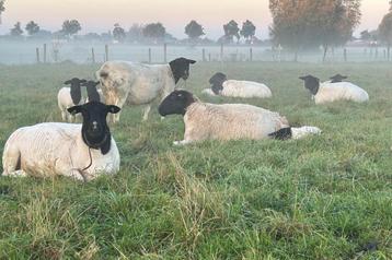 Winter begrazing schapen beschikbaar voor biedingen