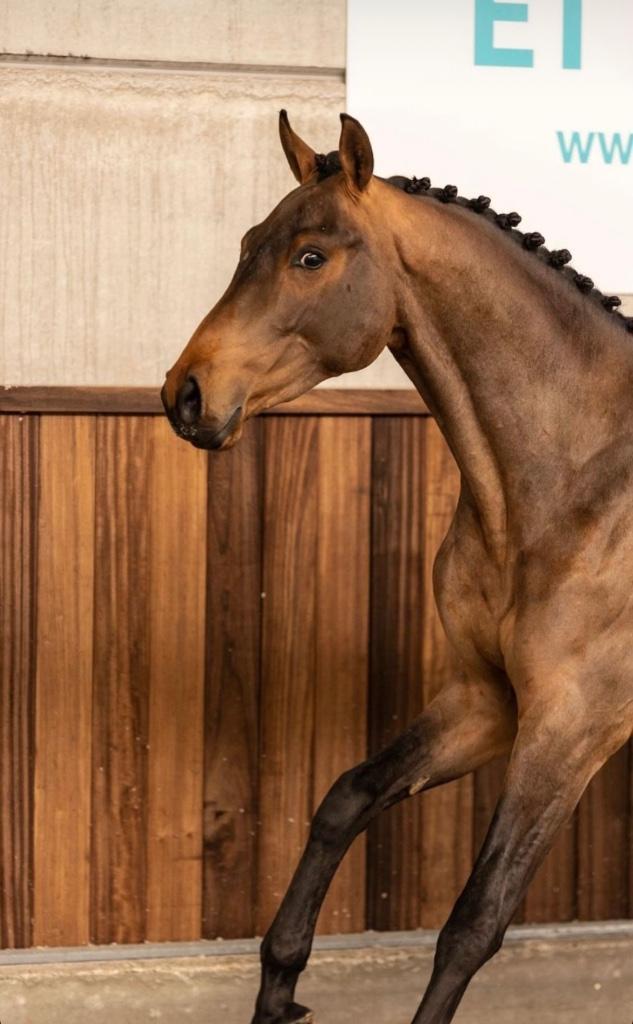 Eerlijke en brave 5 jarige ruin te koop, Dieren en Toebehoren, Paarden, Ruin, L, 160 tot 165 cm, 3 tot 6 jaar, Springpaard, Met stamboom