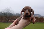 Prachtige kortharige dwerg teckel pups (ouders aanwezig), Dieren en Toebehoren, België, CDV (hondenziekte), 8 tot 15 weken, Korthaar