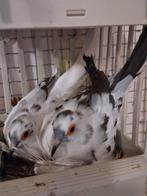 Bonte diamantduiven, Dieren en Toebehoren