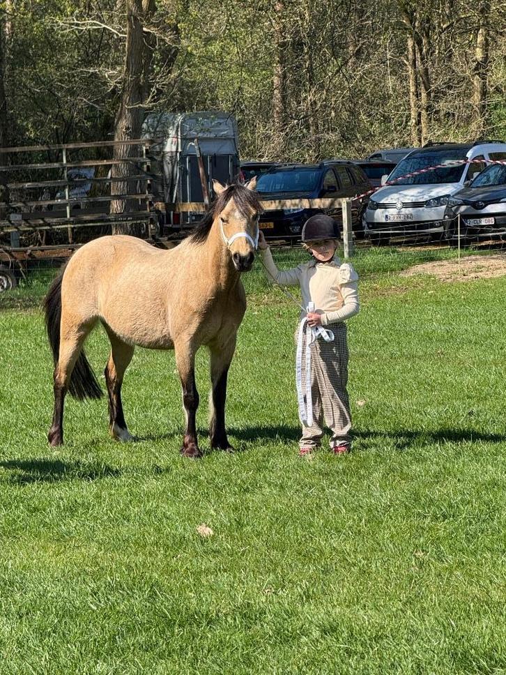 Halve stal of te koop Welsh B pony, Dieren en Toebehoren, Pony's, Merrie, B, B pony (1.17m tot 1.27m), Recreatiepony, 11 jaar of ouder