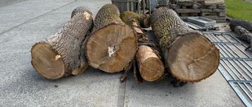 Boomstammen te koop, Tuin en Terras, Brandhout, Ophalen