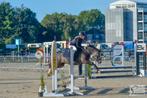 B pony (5 jaar), Dieren en Toebehoren, Pony's, Gechipt, B, Ruin, Springpony